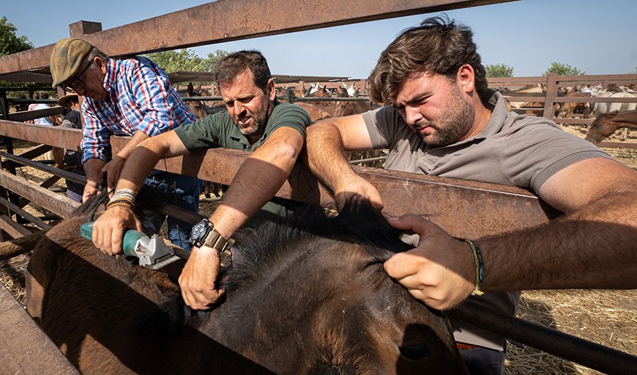 Ganaderos realizando las labores de tuza y corte de crines (Foto Antonio Delgado-Roig).