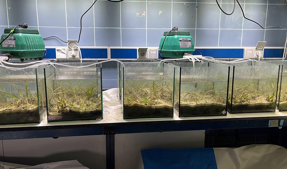 Acuarios utilizados en la investigación que simulan las condiciones marinas de las praderas de la bahía de Cádiz.