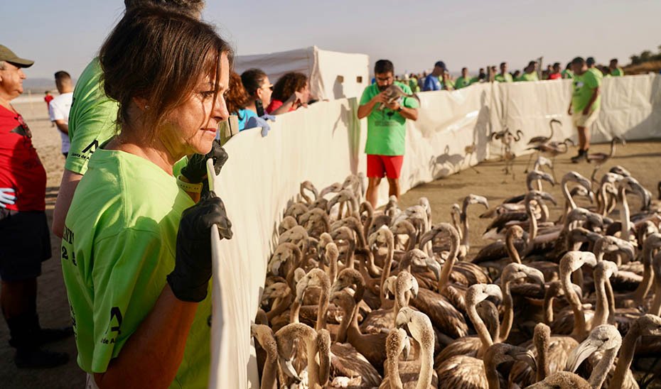 Catalina García supervisa el anillamiento de flamencos en la Laguna de Fuente de Piedra.