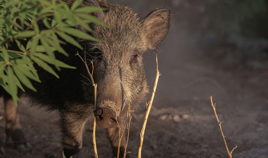 Ejemplar de jabalí.