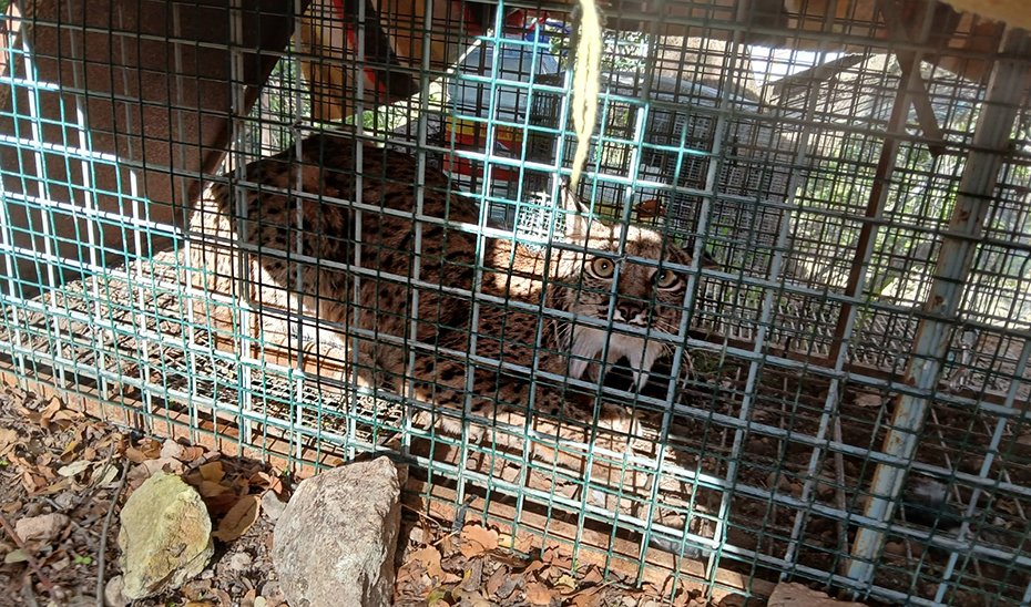 El ejemplar de hemdra adulta de lince hallada en la Sierras Subéticas de Cabra, de nombre Igabrum.