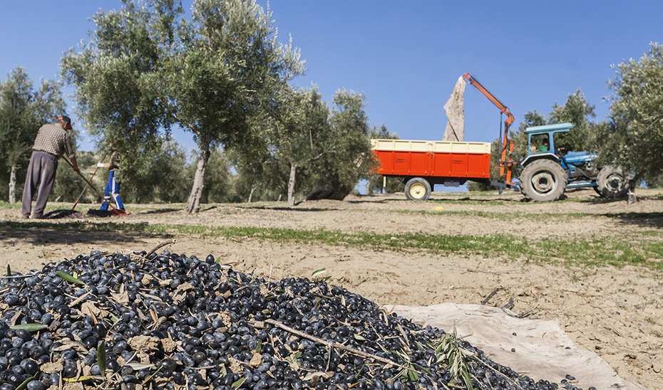 Trabajos de recolección de la aceitua.